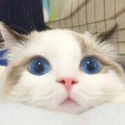 空中情緣YUAN的主播照片