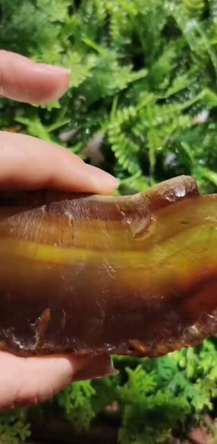 五花肉