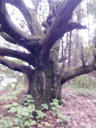 农村大山里看美景🌿的主播照片