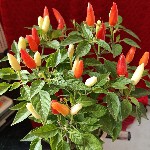 随心所卻！