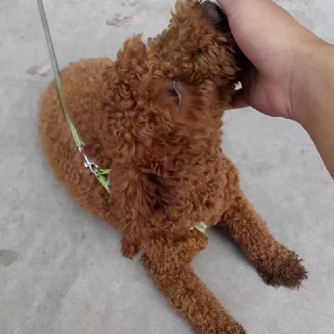 a违规昵称的主播照片