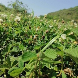 老实成熟稳重主播照片