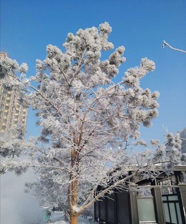 ︶刺挠丶的图片