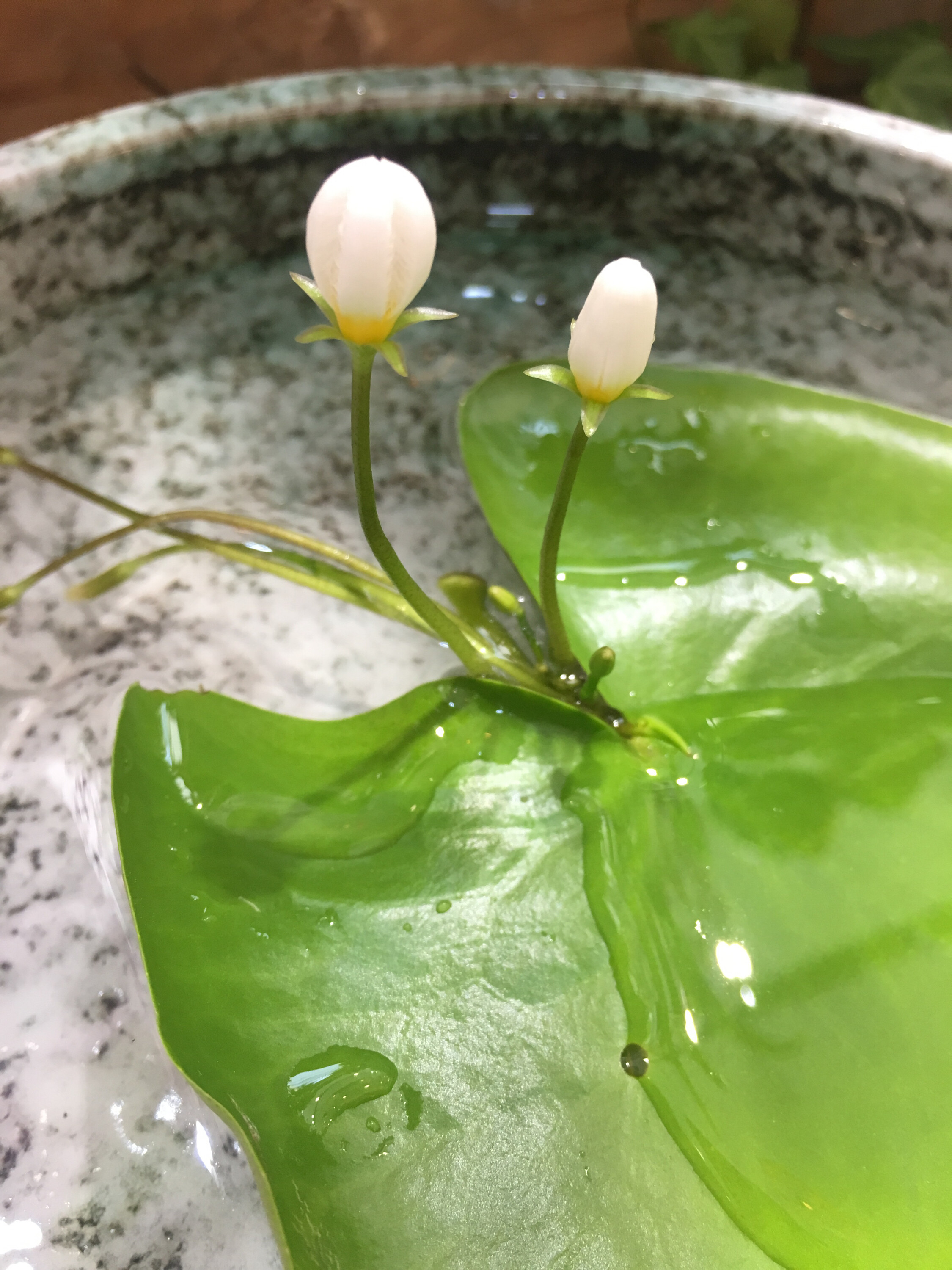 ︶ㄣ飛💫揚ゞ的图片