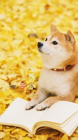 拾月★October主播照片