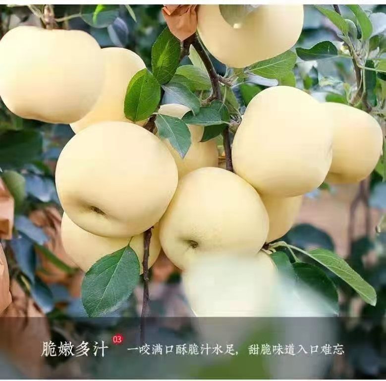 安琪同学的图片