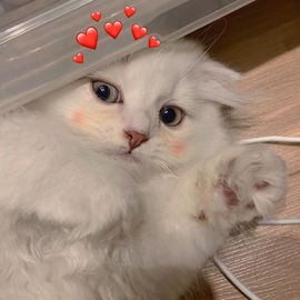 小宝玛丽💓求升级主播照片