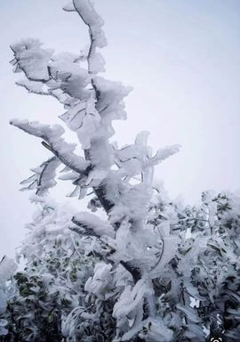 ╰╮玲珑╭╯主播照片