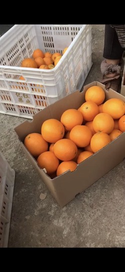 招娣小宝贝主播照片