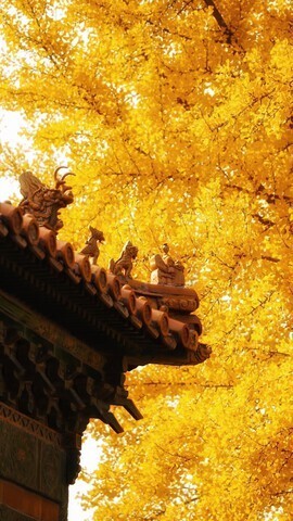 你ღ果然ღ是老板主播照片