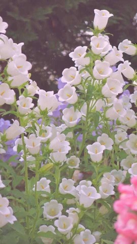 小狸吖～主播照片