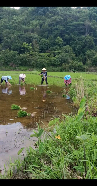 种田了