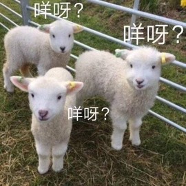 小羊羊🐑主播照片