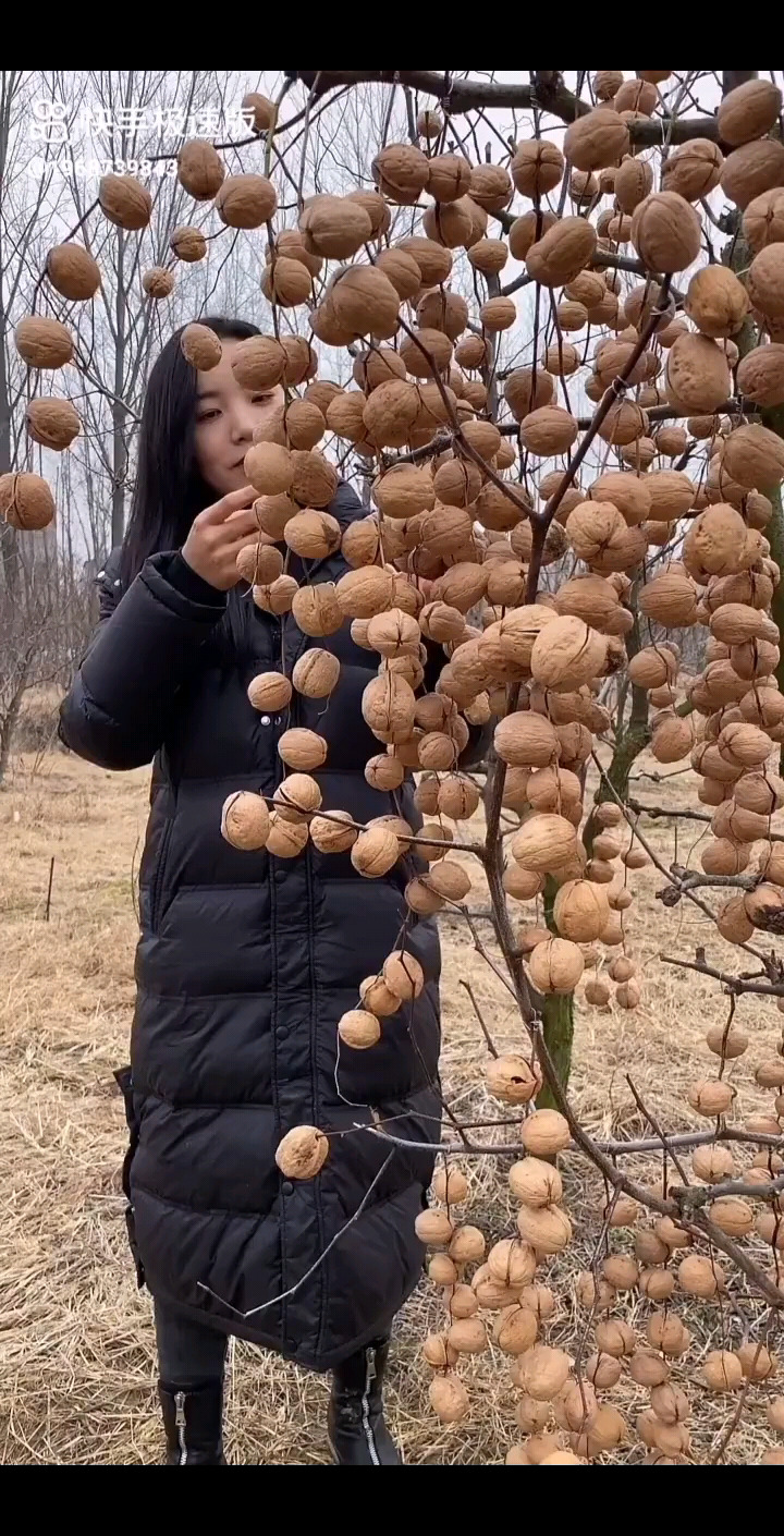 比荔枝还薄的核桃，有吃过吗