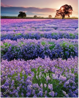 ♚小巴豆~贪财好色.主播照片