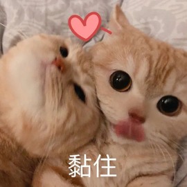 崽崽🧸停主播照片