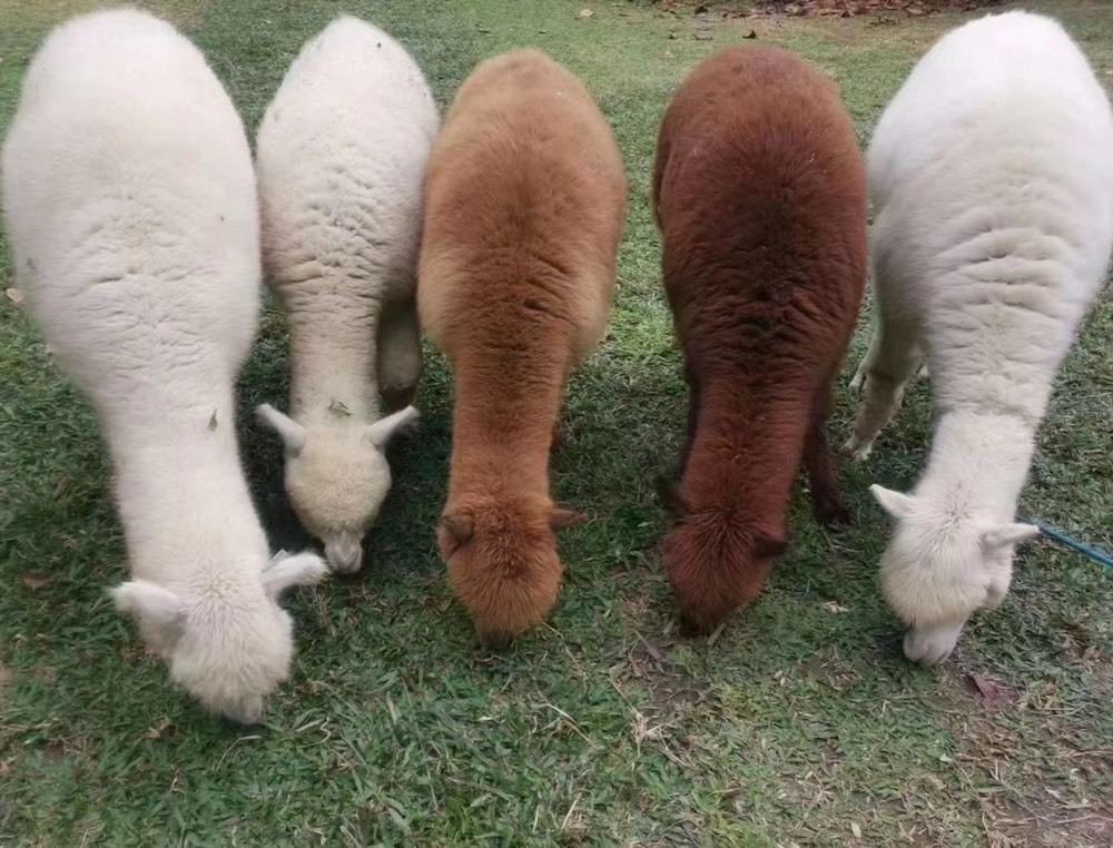 夋夋休息的图片