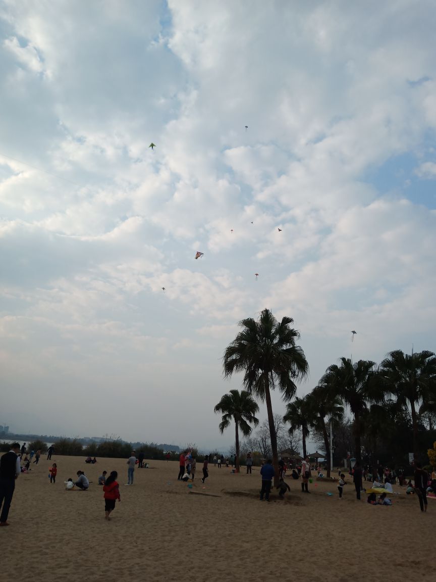 🎶琴儿🎶涅槃重生的图片