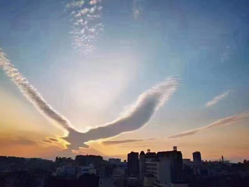 🎶琴儿🎶涅槃重生的图片