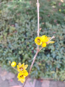 唯爱🌺小艾主播照片