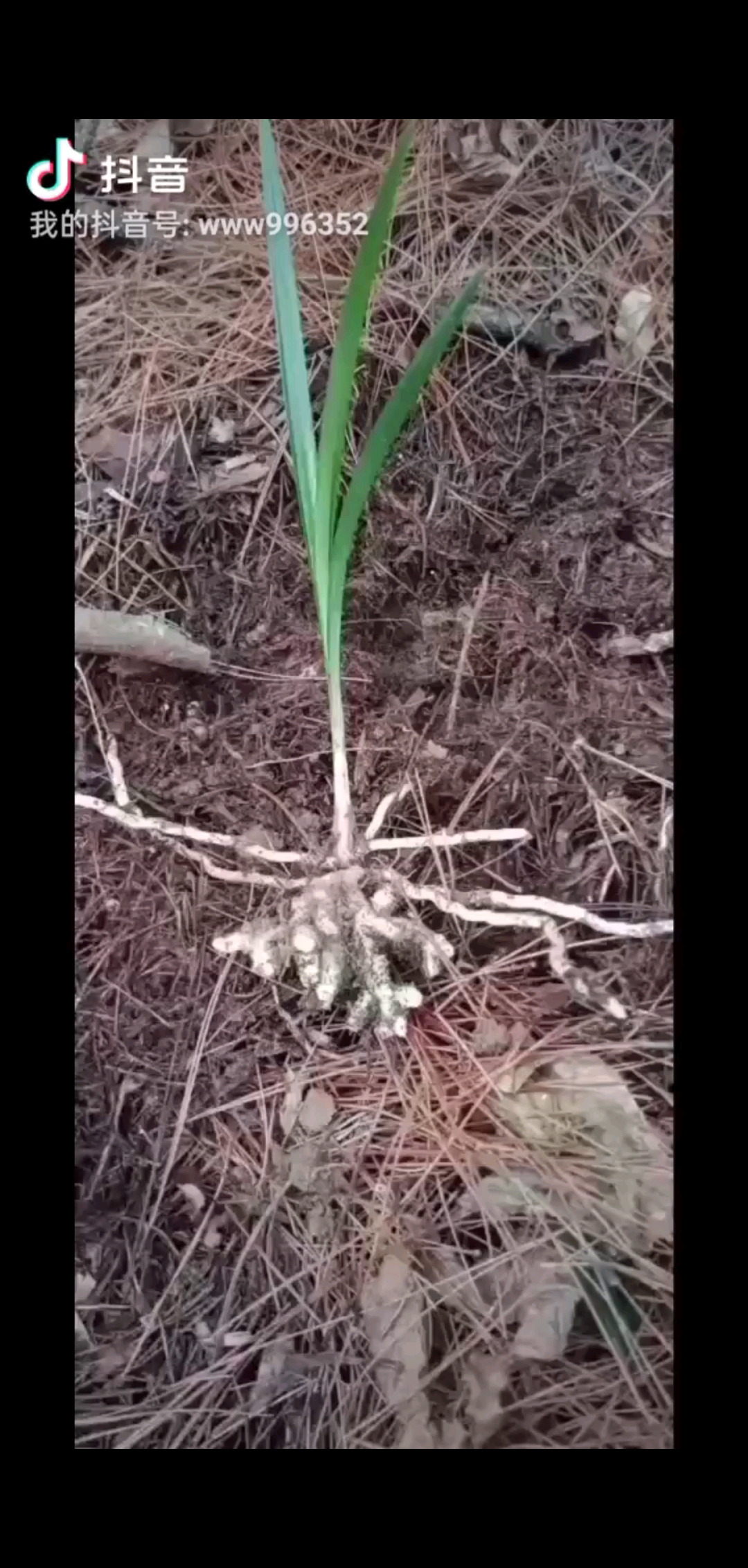 家里的网太卡了，不定