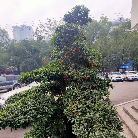 A.自由飞翔的主播照片