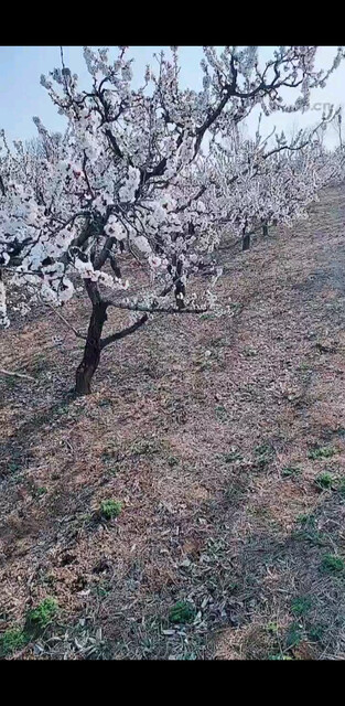 杏花开了，心情好了，
