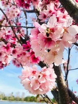 开心❤️❤️果主播照片