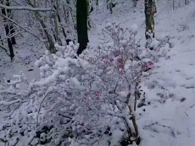 社会💞夭夭（退）的图片
