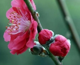 ♚~小巴豆~贪财好色的图片