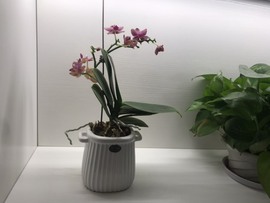 🌻ℱ七-安静唱歌主播照片