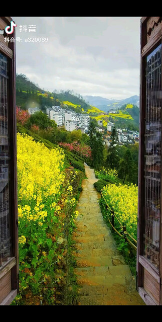 油花漫山黄，雨落半山