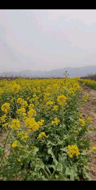 油菜花开了