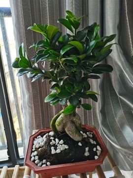 🍀冰雪❤️🍀加油的图片