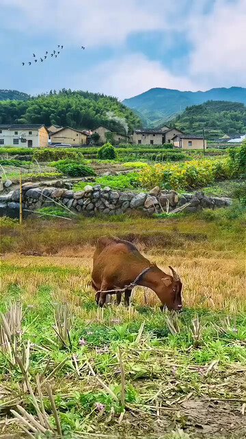 当你回到故乡时，你会