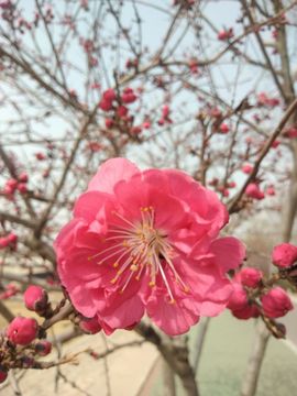 倾音[期遇FM]主播照片