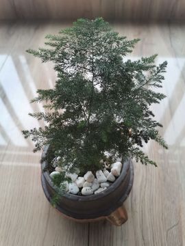 🍀冰雪❤️🍀加油的图片