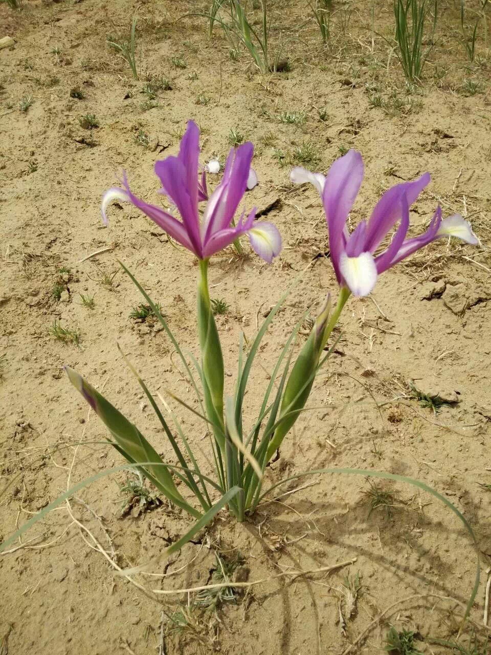 婳梦❤到荼蘼花开的主播照片