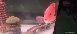 我元帥哥哥主播照片