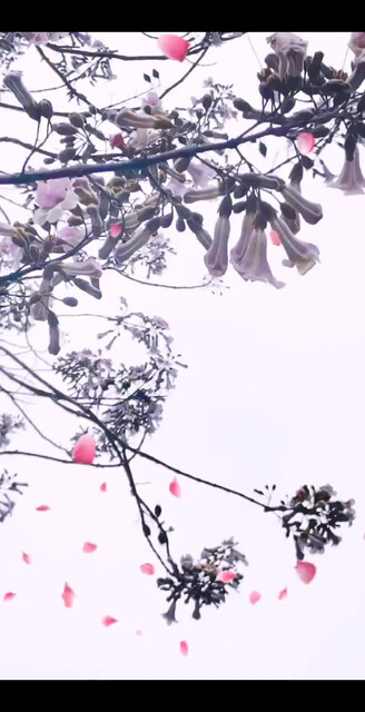 谁知道这是什么花吗？