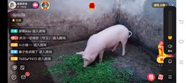 ……若主播照片