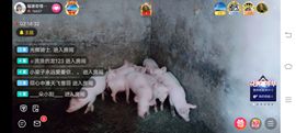 ……若主播照片