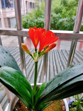 素雅依依暂休主播照片