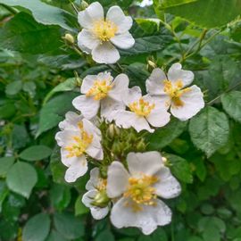 小芳，🌸减肥打卡主播照片