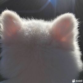 泡馍莫的图片