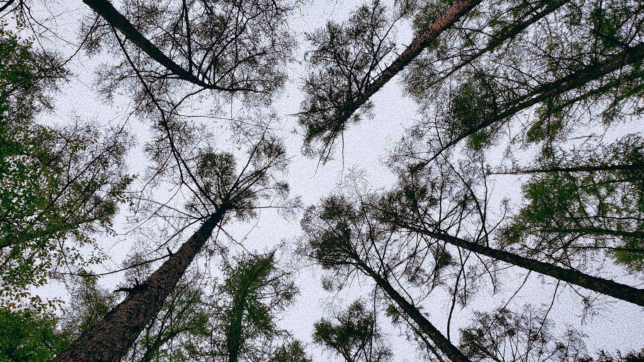 猫瞳小可怜~💖主播照片