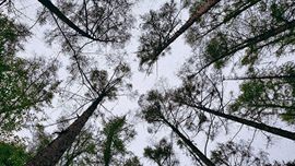 猫瞳小可怜~💖主播照片