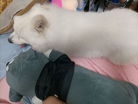 👑䒕暖宝好运旺旺旺主播照片