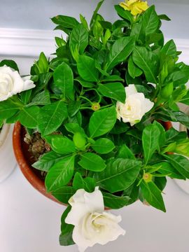 素雅依依暂休主播照片