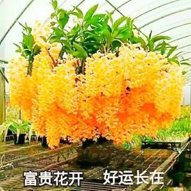 言言🌹💋主播照片
